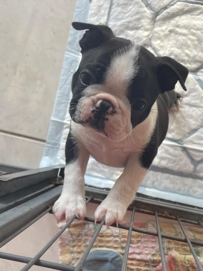 des grands moulins du got - Chiots disponibles - Boston Terrier