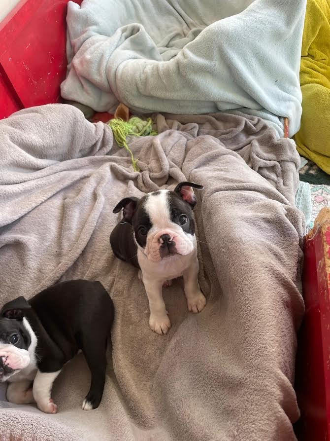 des grands moulins du got - Chiots disponibles - Boston Terrier
