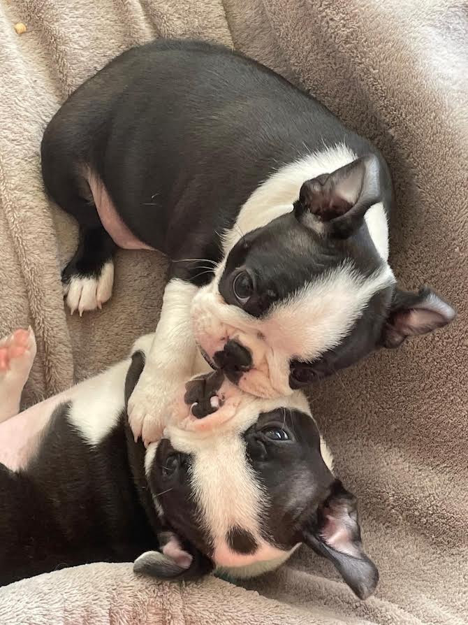 des grands moulins du got - Chiots disponibles - Boston Terrier