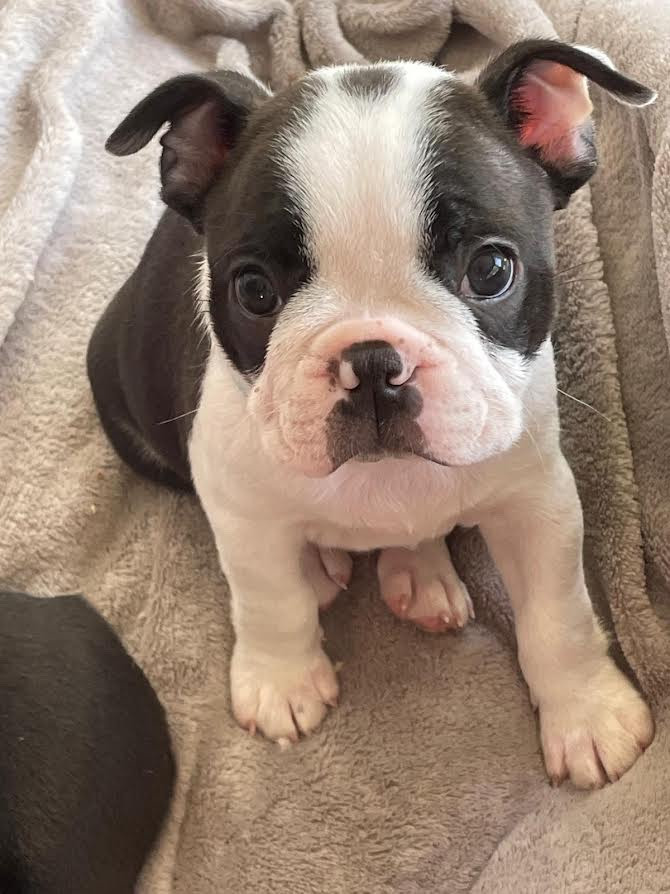 des grands moulins du got - Chiots disponibles - Boston Terrier