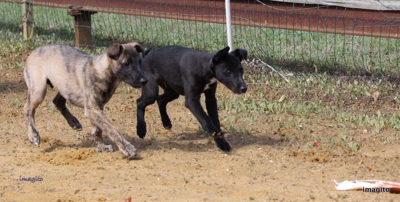 des grands moulins du got - Chiots disponibles - Whippet