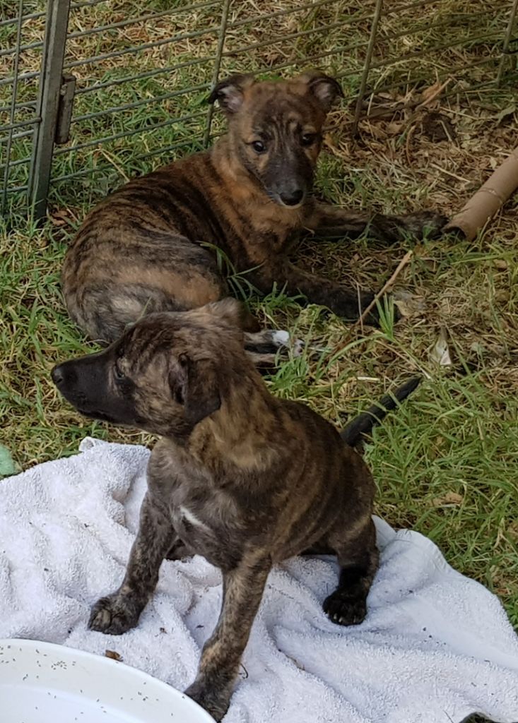 Chiot Whippet des grands moulins du got