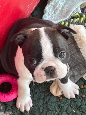 Bella