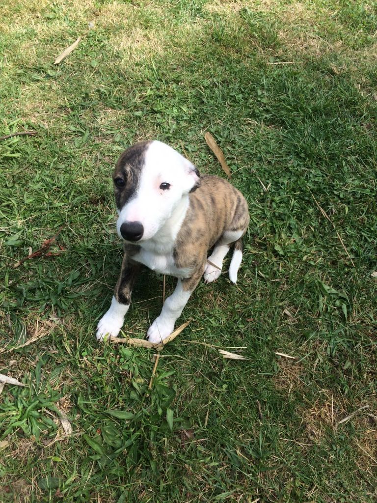 des grands moulins du got - Chiots disponibles - Whippet